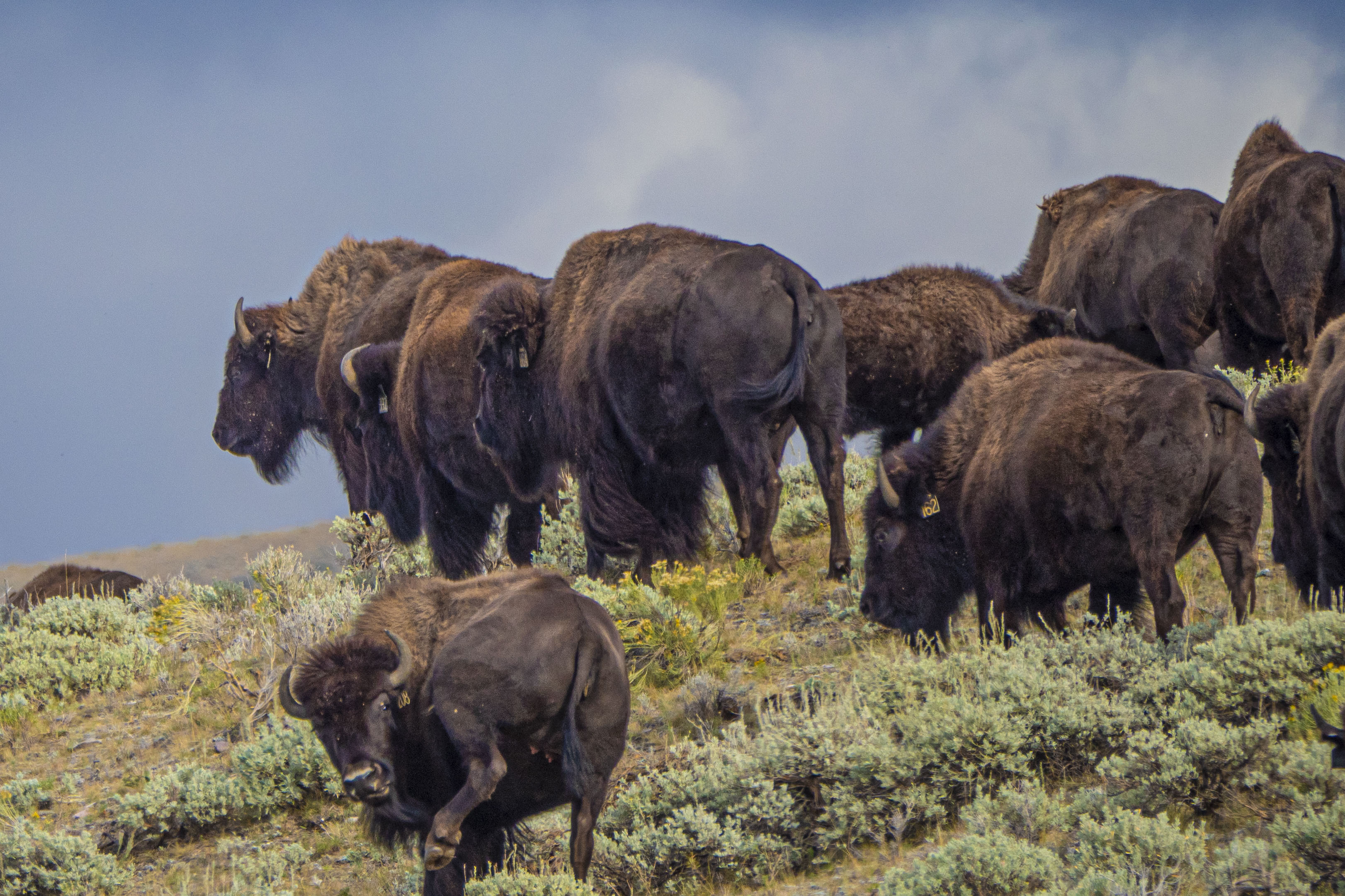 Free download high resolution image - free image free photo free stock image public domain picture -Buffalo graze southwest of Lima