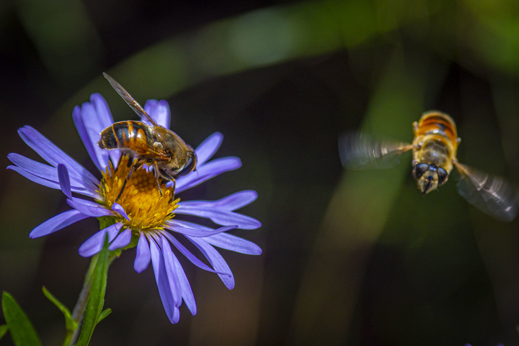 Free download high resolution image - free image free photo free stock image public domain picture -Bees pollinate on wildflowers