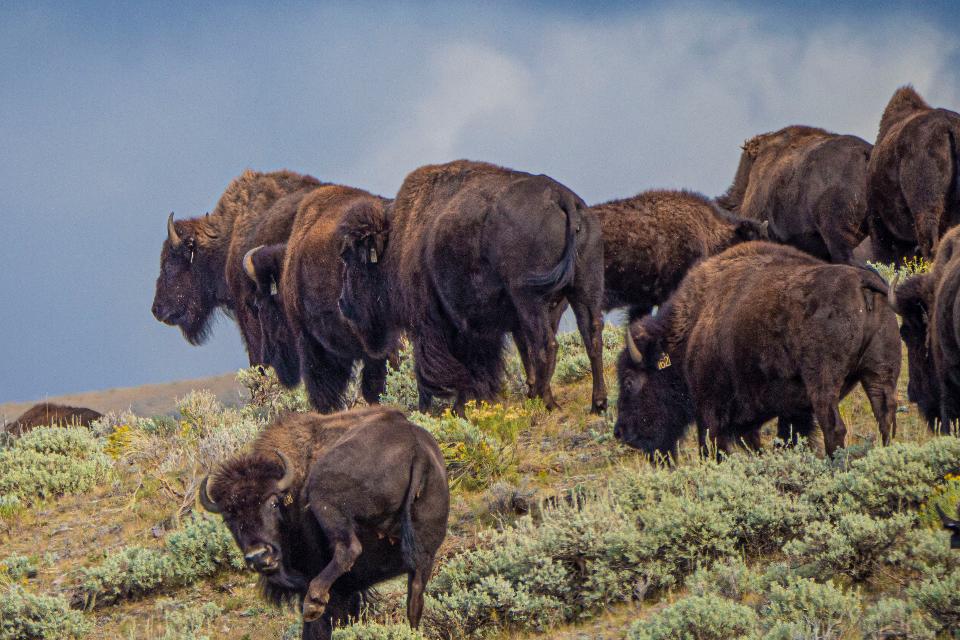 Free download high resolution image - free image free photo free stock image public domain picture  Buffalo graze southwest of Lima