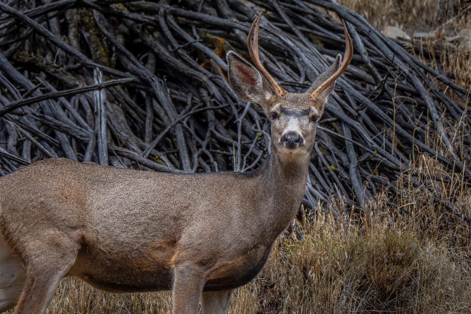 Free download high resolution image - free image free photo free stock image public domain picture  A white tail deer