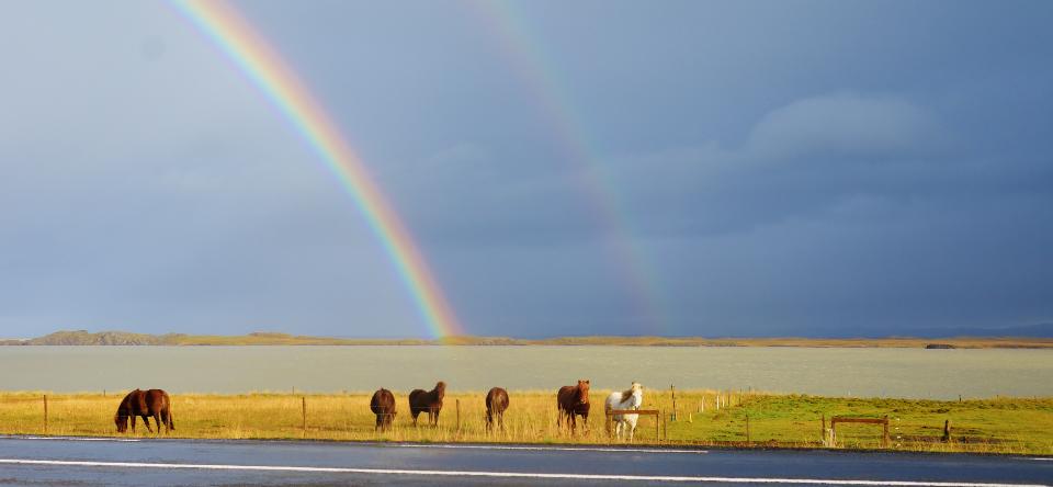 Free download high resolution image - free image free photo free stock image public domain picture  Rainbow and Icelandic Horses