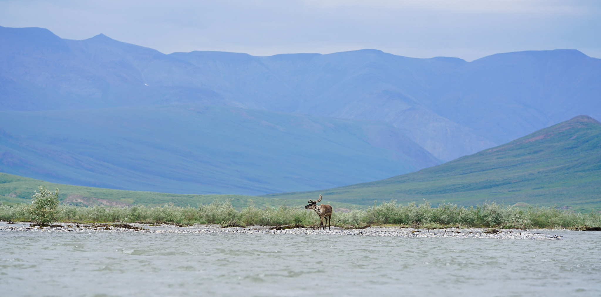 Free download high resolution image - free image free photo free stock image public domain picture -Caribou spotting along the river