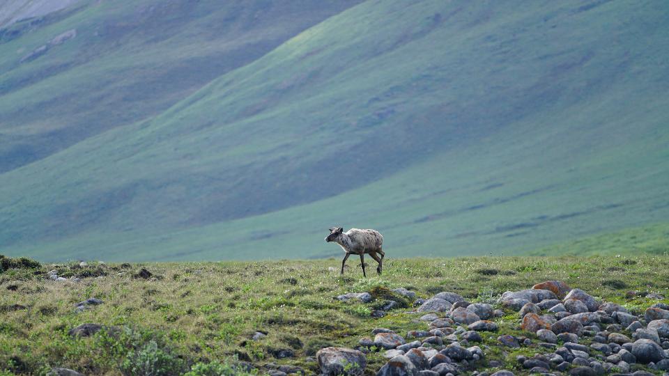 Free download high resolution image - free image free photo free stock image public domain picture  Caribou in Arctic National Wildlife Refuge