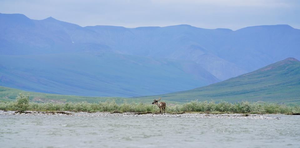 Free download high resolution image - free image free photo free stock image public domain picture  Caribou spotting along the river