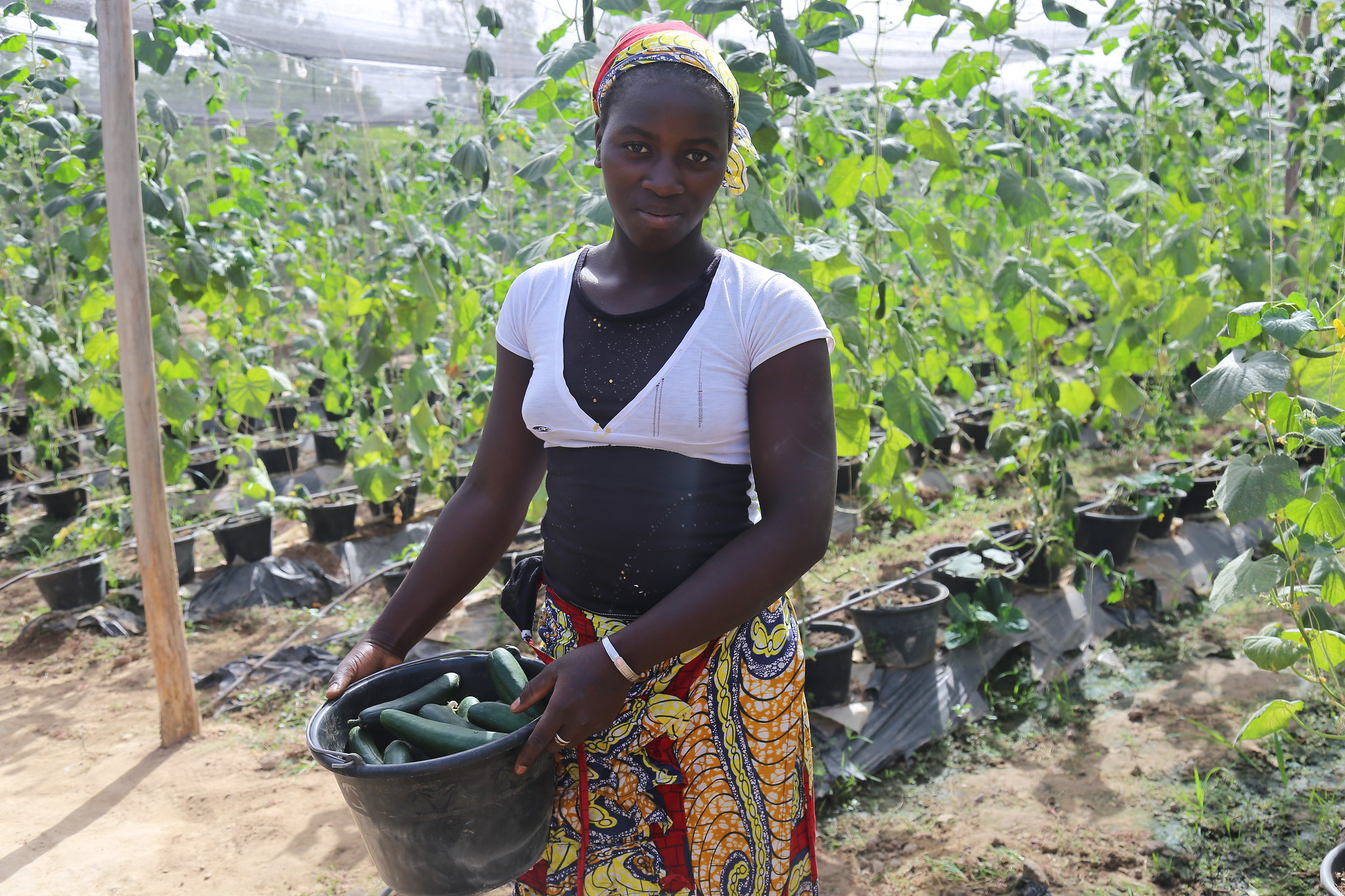 Free download high resolution image - free image free photo free stock image public domain picture -African american woman harvesting fresh vegetables