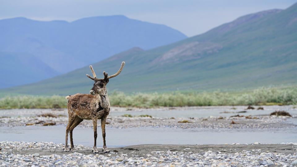 Free download high resolution image - free image free photo free stock image public domain picture  Caribou spotting along the river