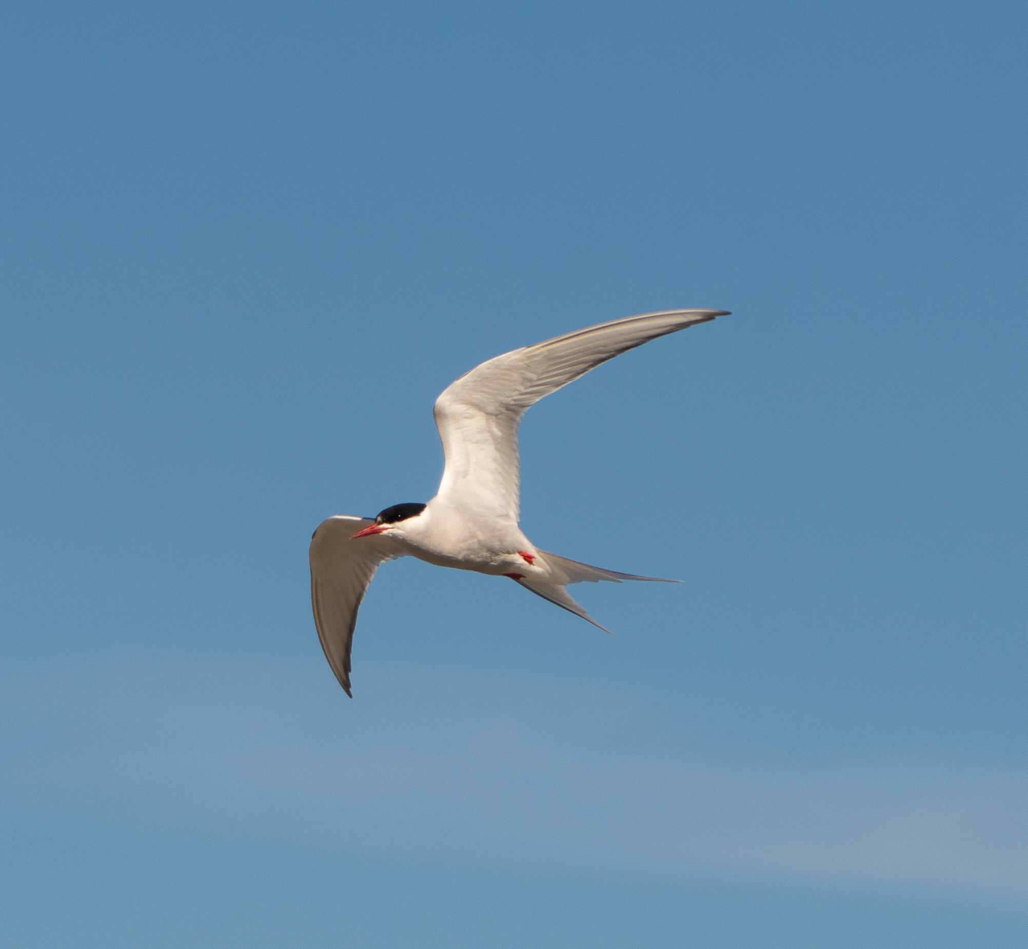 Free download high resolution image - free image free photo free stock image public domain picture -Arctic Tern in Arctic National Wildlife Refuge