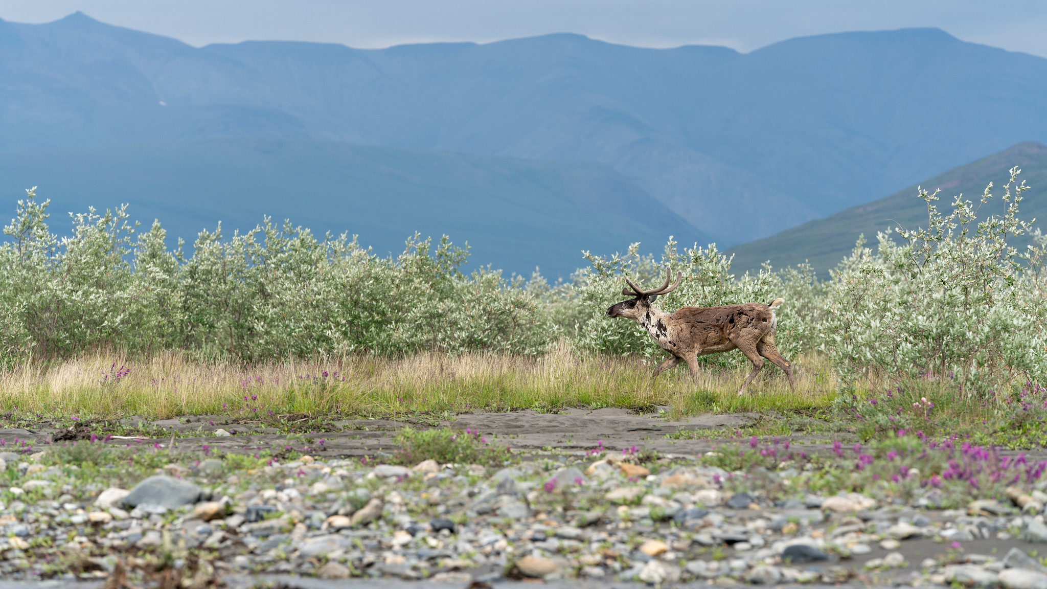 Free download high resolution image - free image free photo free stock image public domain picture -Caribou spotting along the river