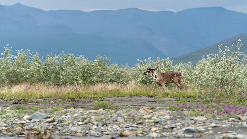 Free download high resolution image - free image free photo free stock image public domain picture  Caribou spotting along the river