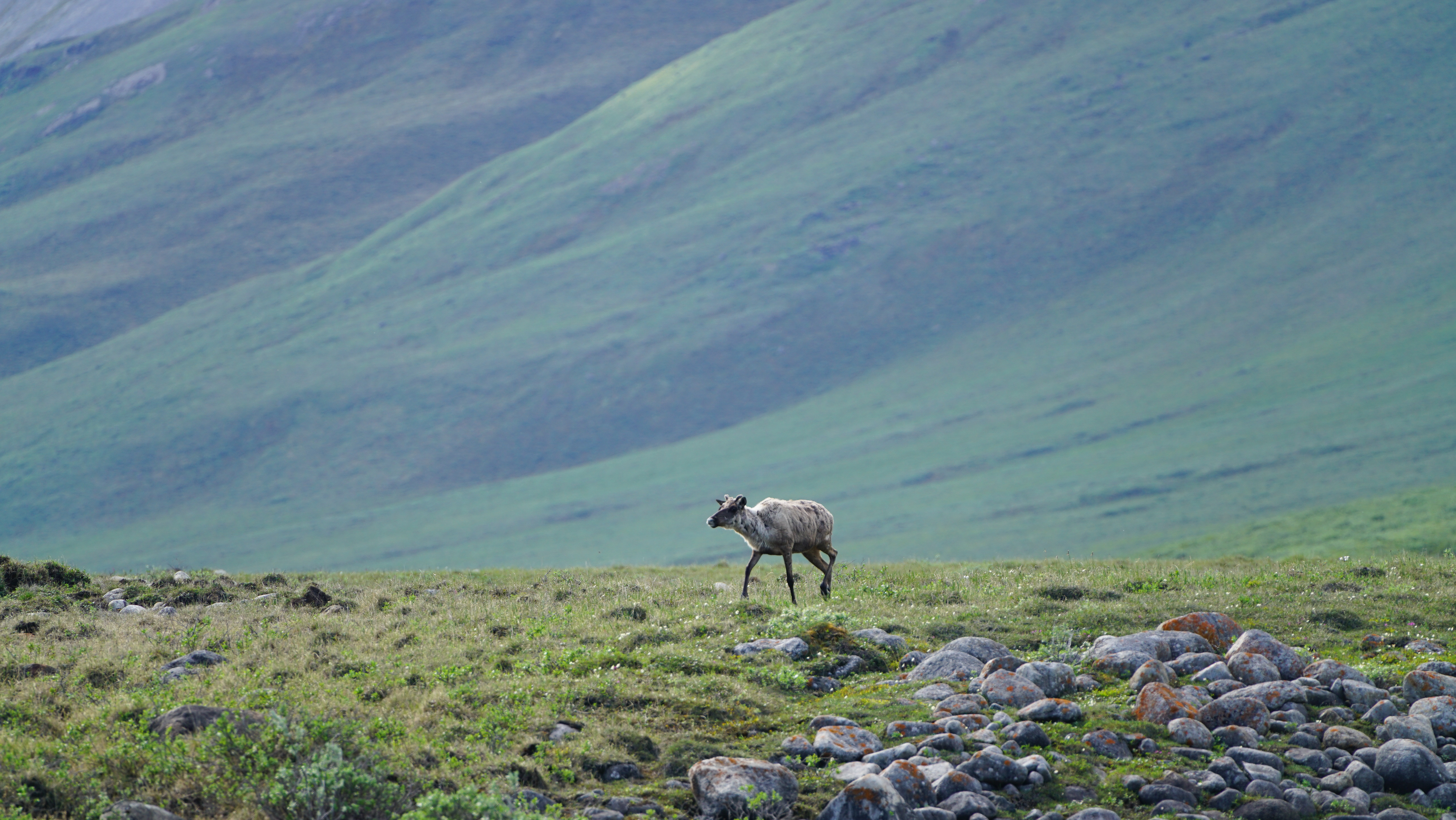 Free download high resolution image - free image free photo free stock image public domain picture -Caribou in Arctic National Wildlife Refuge