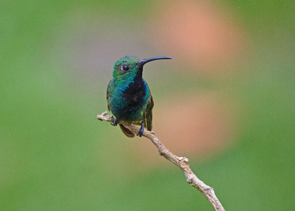 Free download high resolution image - free image free photo free stock image public domain picture  Hummingbird sitting on branch