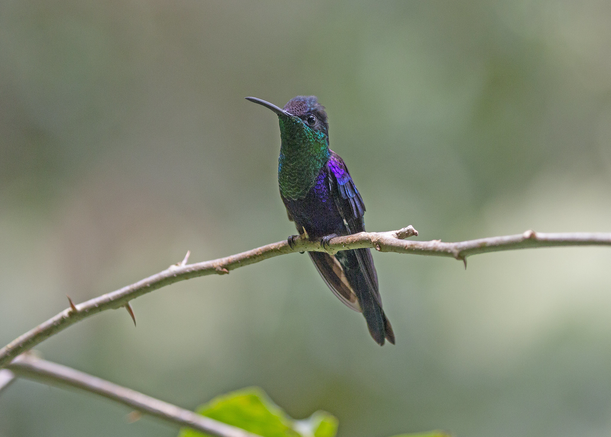 Free download high resolution image - free image free photo free stock image public domain picture -Hummingbird sitting on branch