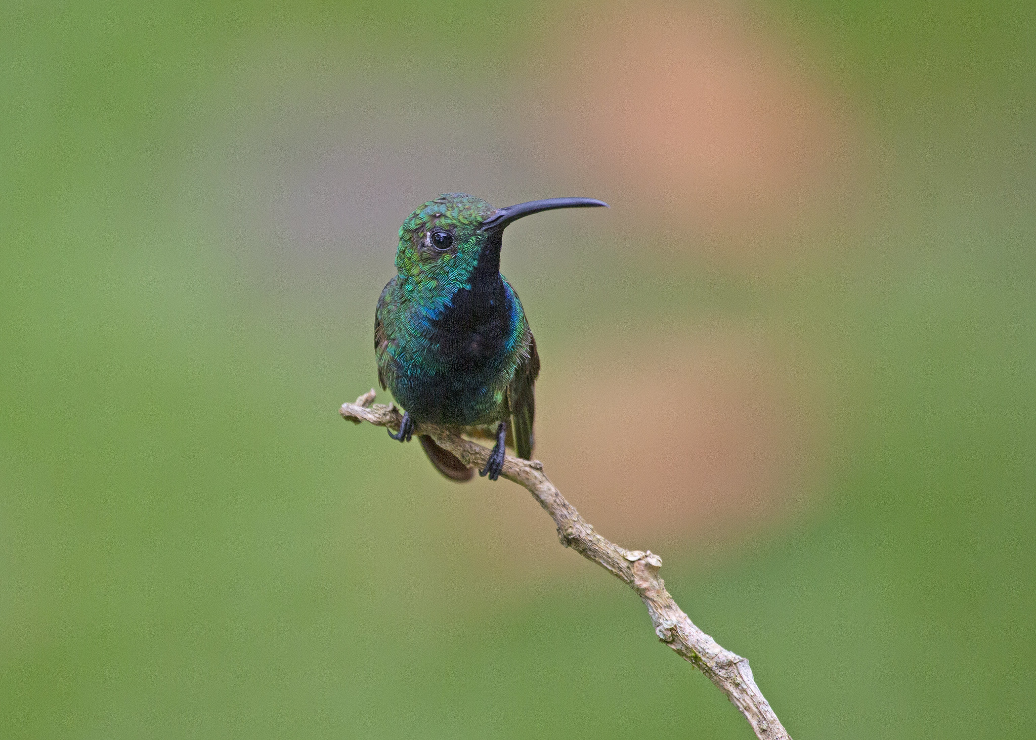 Free download high resolution image - free image free photo free stock image public domain picture -Hummingbird sitting on branch