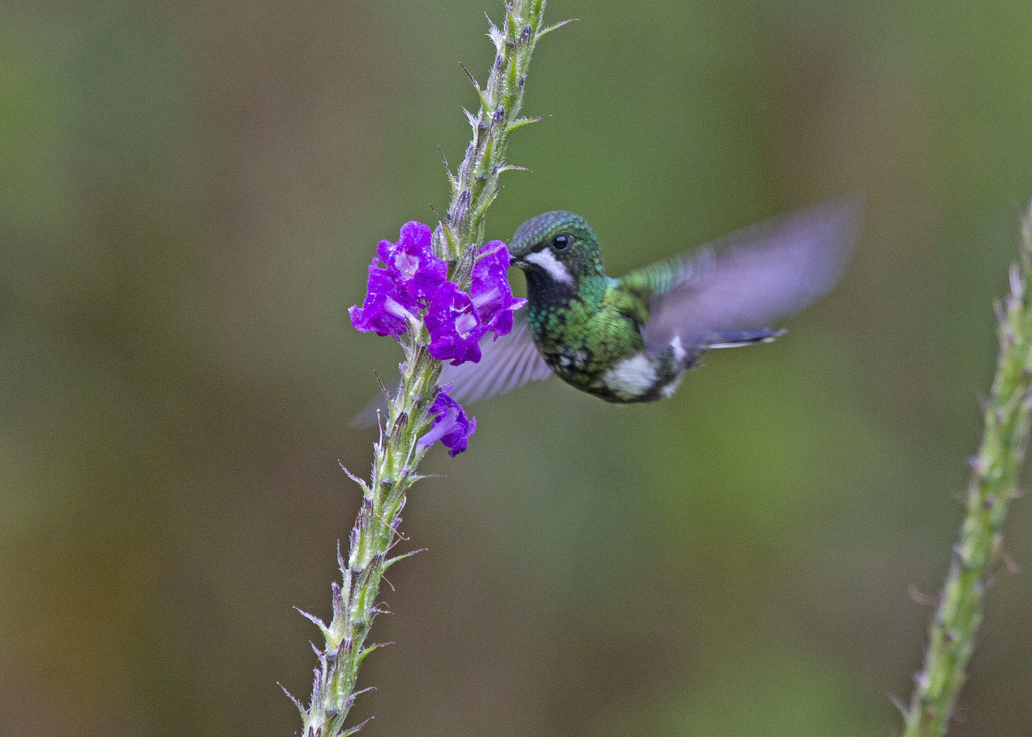 Free download high resolution image - free image free photo free stock image public domain picture -Green and blue hummingbird Sparkling Violetear