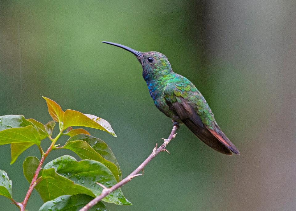 Free download high resolution image - free image free photo free stock image public domain picture  Hummingbird sitting on branch