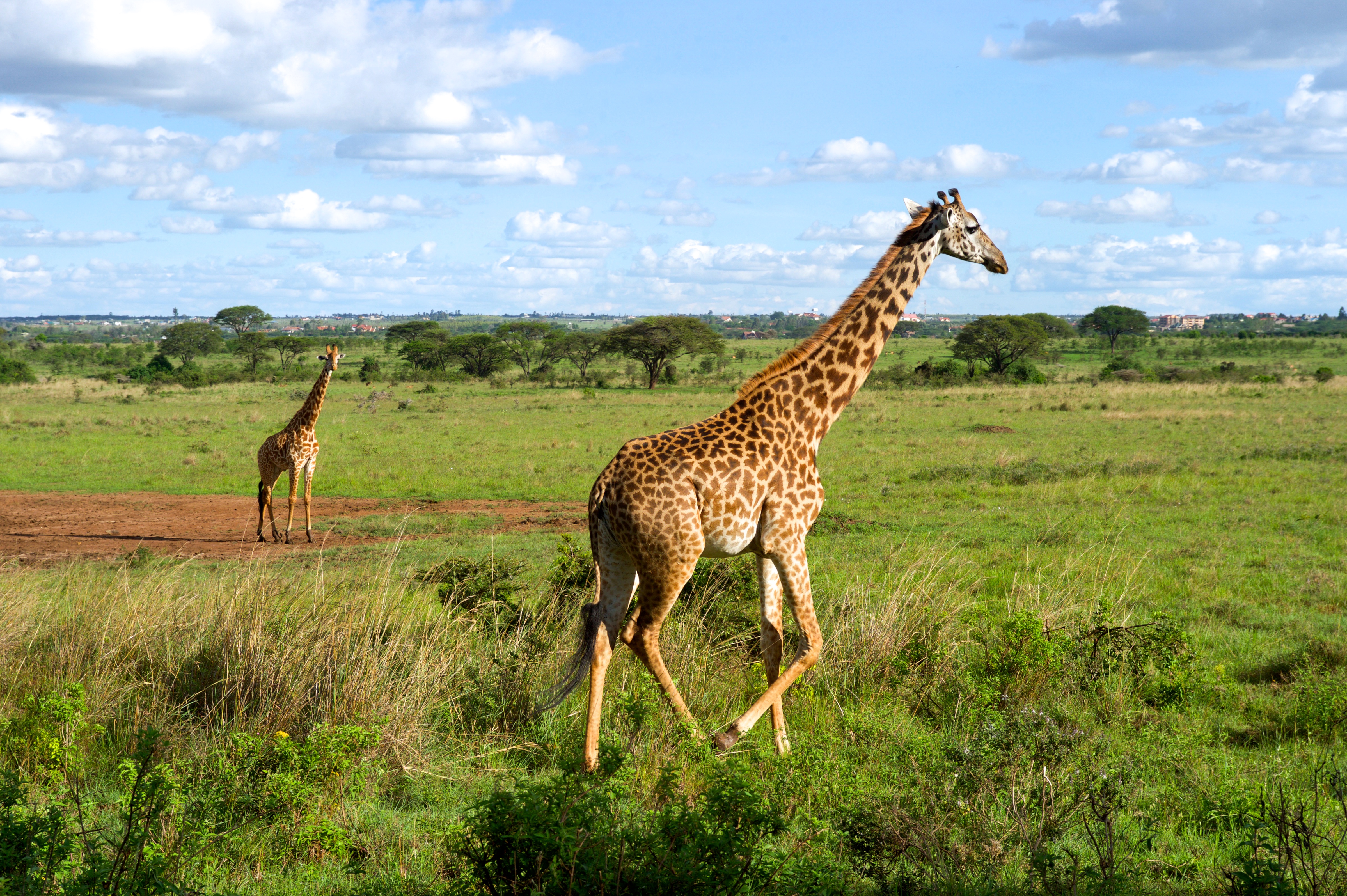 Free download high resolution image - free image free photo free stock image public domain picture -Giraffes Run in a Field in Nairobi National Park