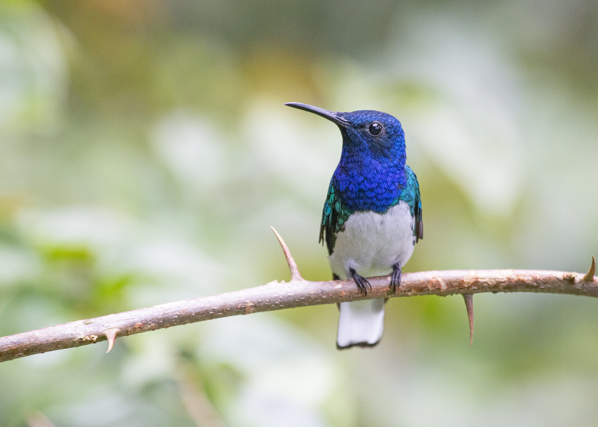 Free download high resolution image - free image free photo free stock image public domain picture -Hummingbird sitting on branch