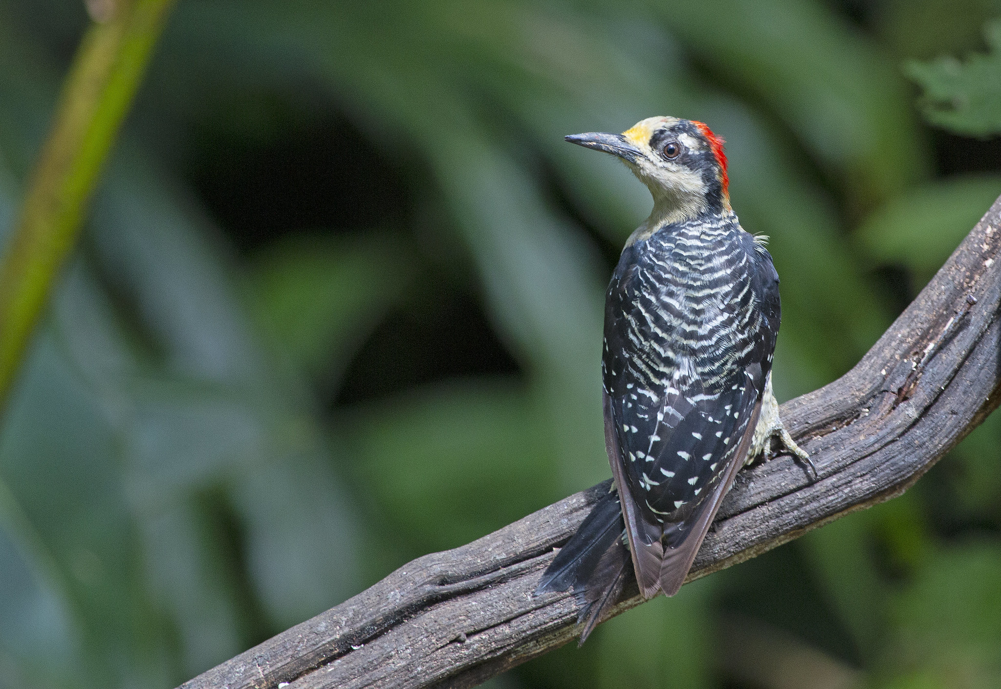 Free download high resolution image - free image free photo free stock image public domain picture -Black-cheeked woodpecker