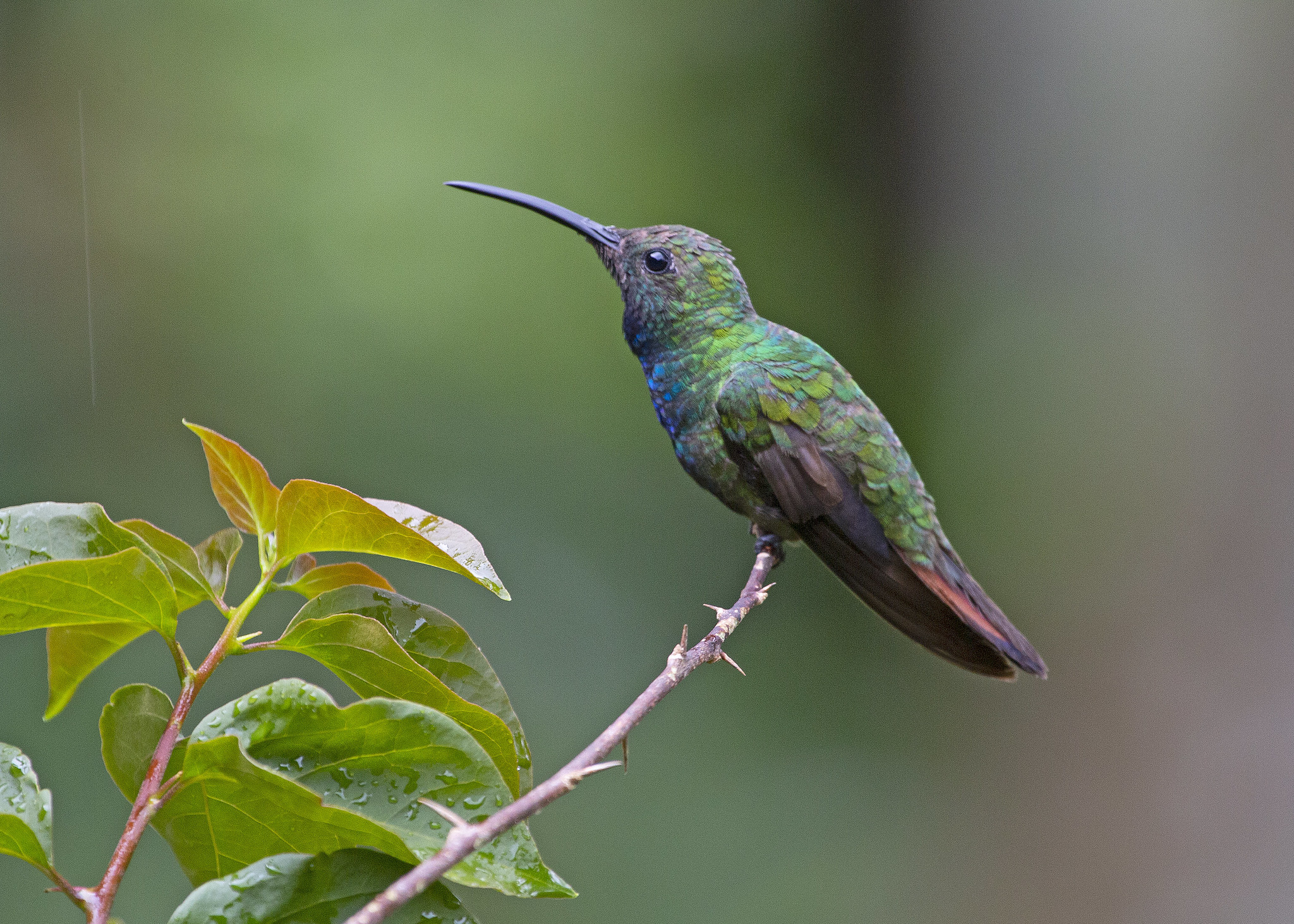 Free download high resolution image - free image free photo free stock image public domain picture -Hummingbird sitting on branch