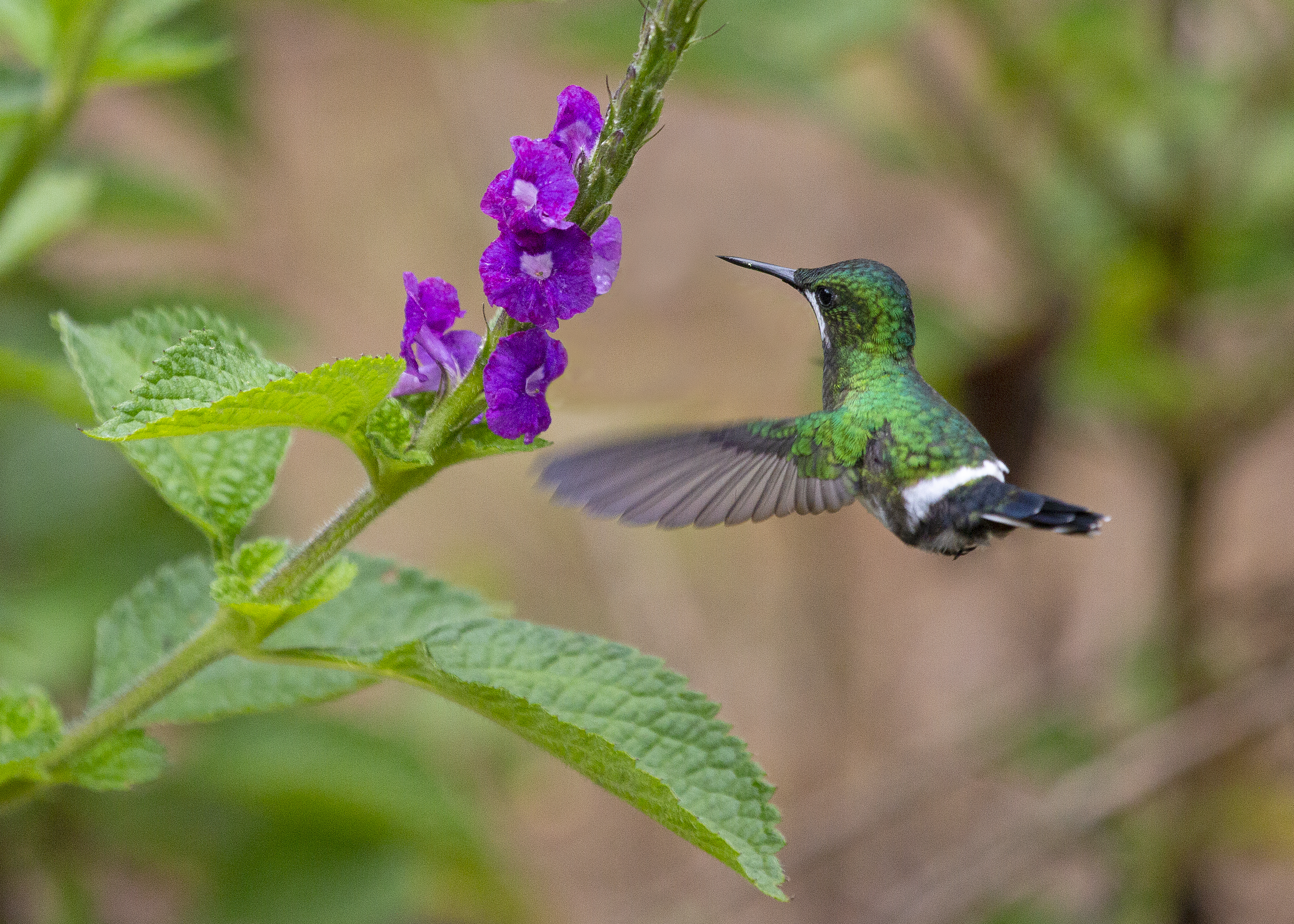 Free download high resolution image - free image free photo free stock image public domain picture -Green and blue hummingbird Sparkling Violetear