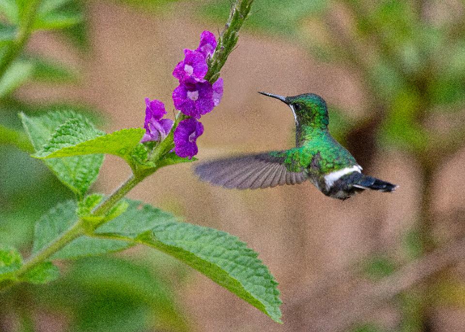 Free download high resolution image - free image free photo free stock image public domain picture  Green and blue hummingbird Sparkling Violetear