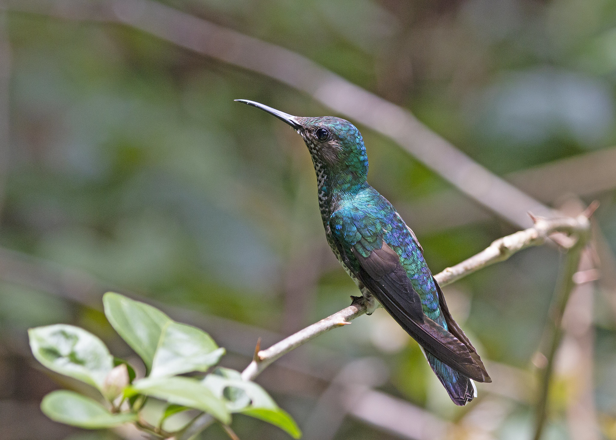 Free download high resolution image - free image free photo free stock image public domain picture -Hummingbird sitting on branch