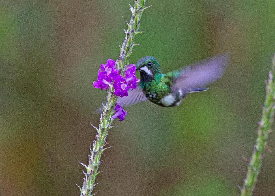 Free download high resolution image - free image free photo free stock image public domain picture  Green and blue hummingbird Sparkling Violetear