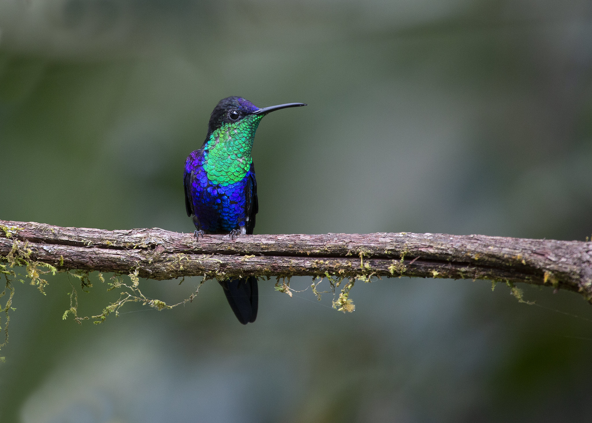 Free download high resolution image - free image free photo free stock image public domain picture -Hummingbird sitting on branch