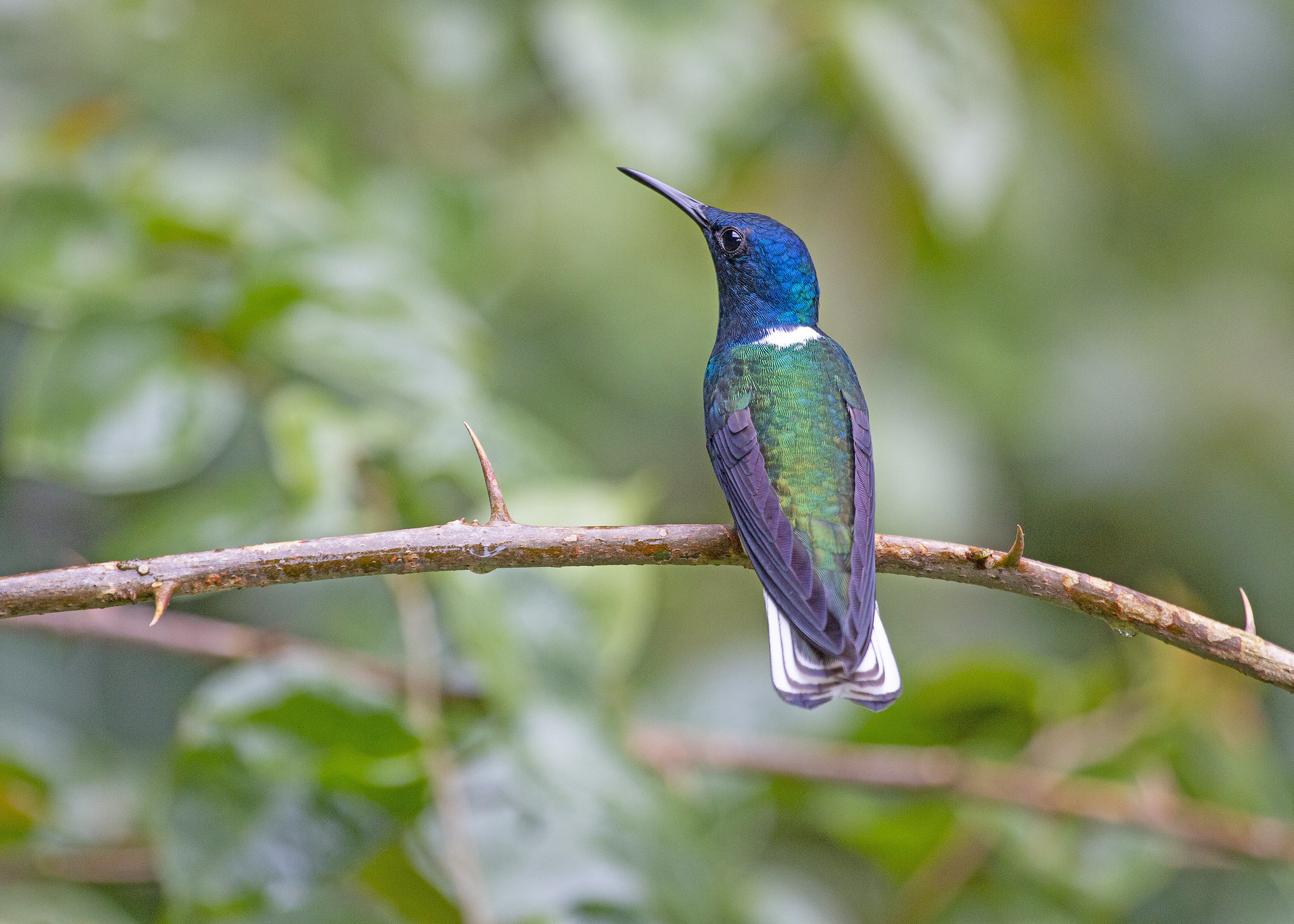 Free download high resolution image - free image free photo free stock image public domain picture -Hummingbird sitting on branch