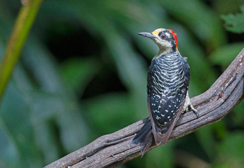 Free download high resolution image - free image free photo free stock image public domain picture  Black-cheeked woodpecker