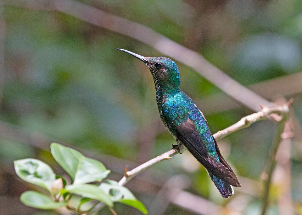 Free download high resolution image - free image free photo free stock image public domain picture  Hummingbird sitting on branch