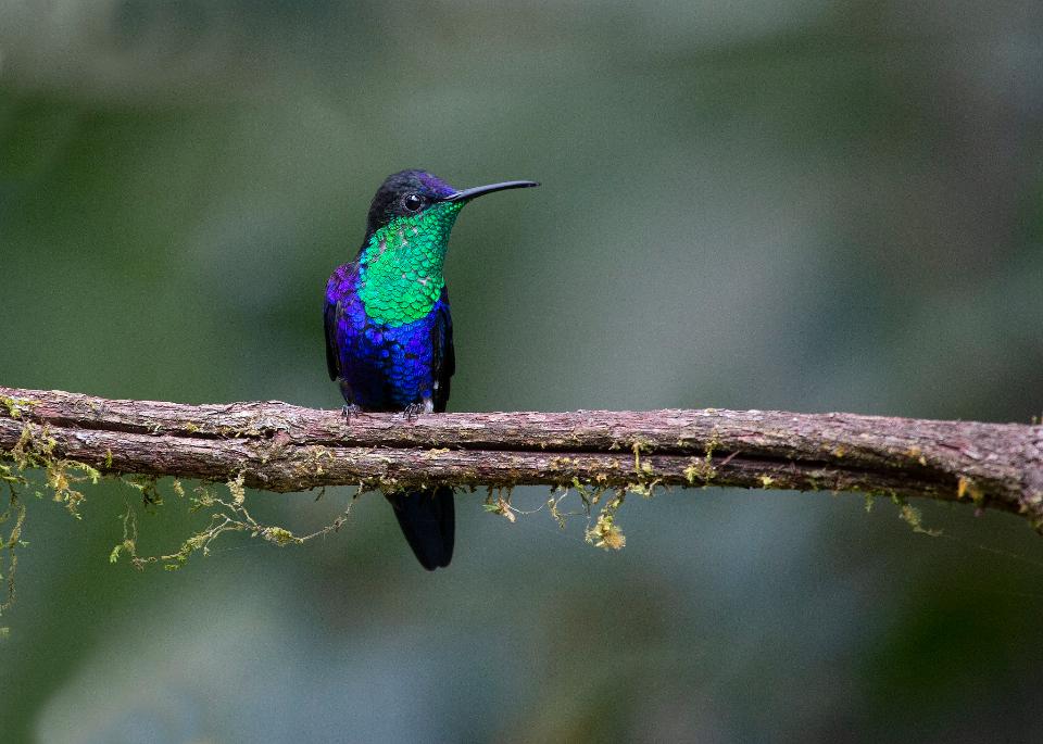 Free download high resolution image - free image free photo free stock image public domain picture  Hummingbird sitting on branch