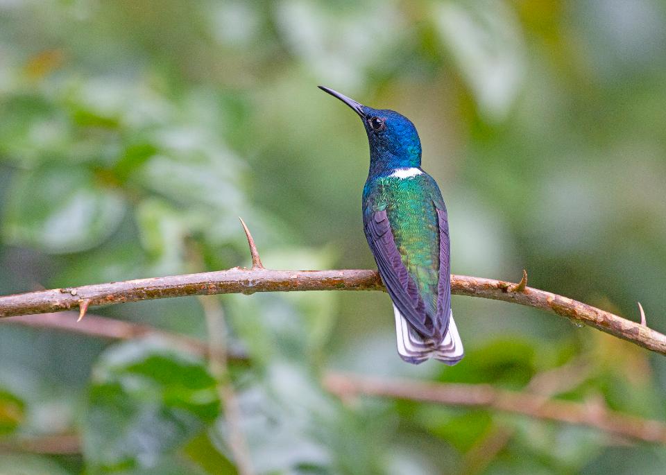 Free download high resolution image - free image free photo free stock image public domain picture  Hummingbird sitting on branch