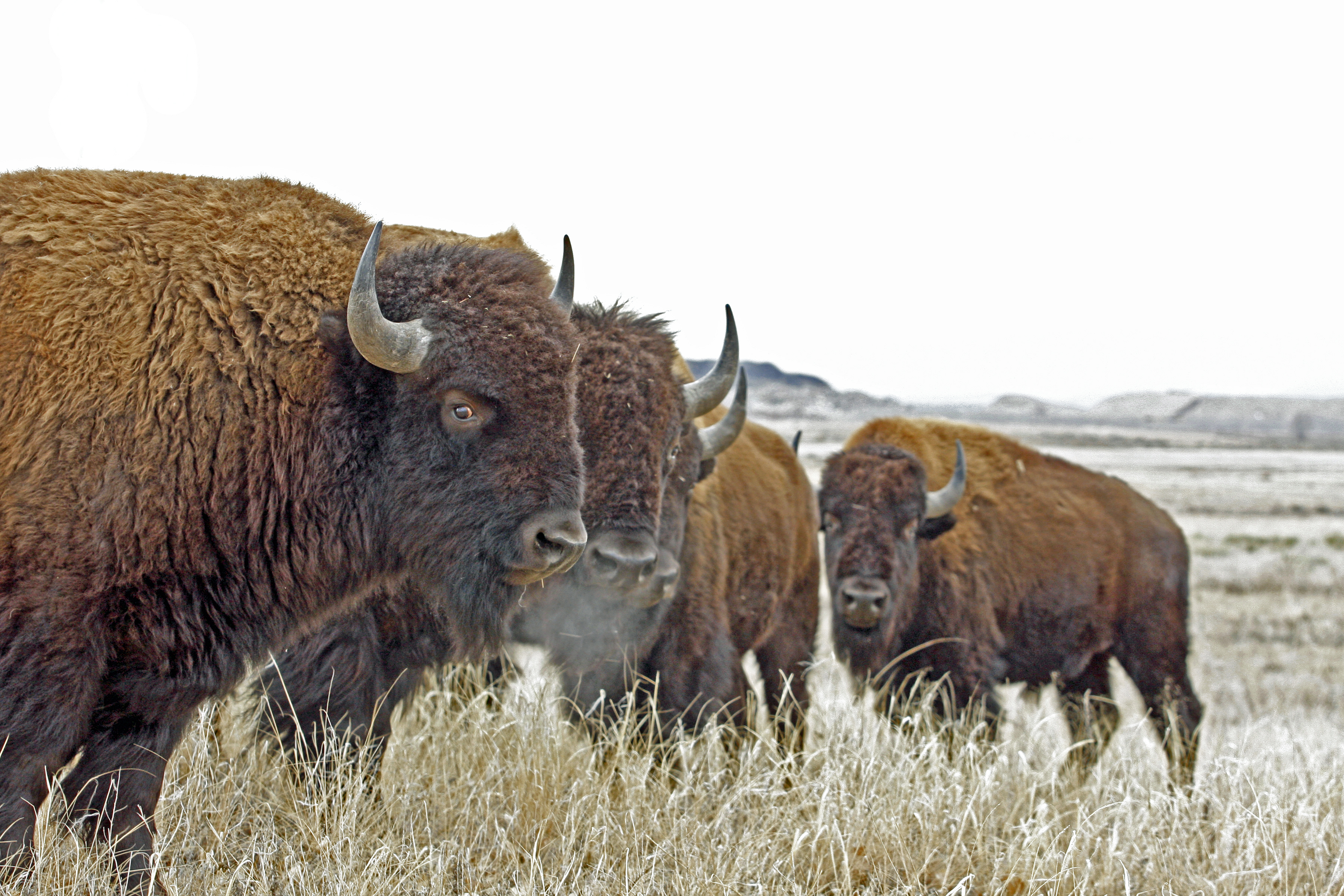 Free download high resolution image - free image free photo free stock image public domain picture -American Bison