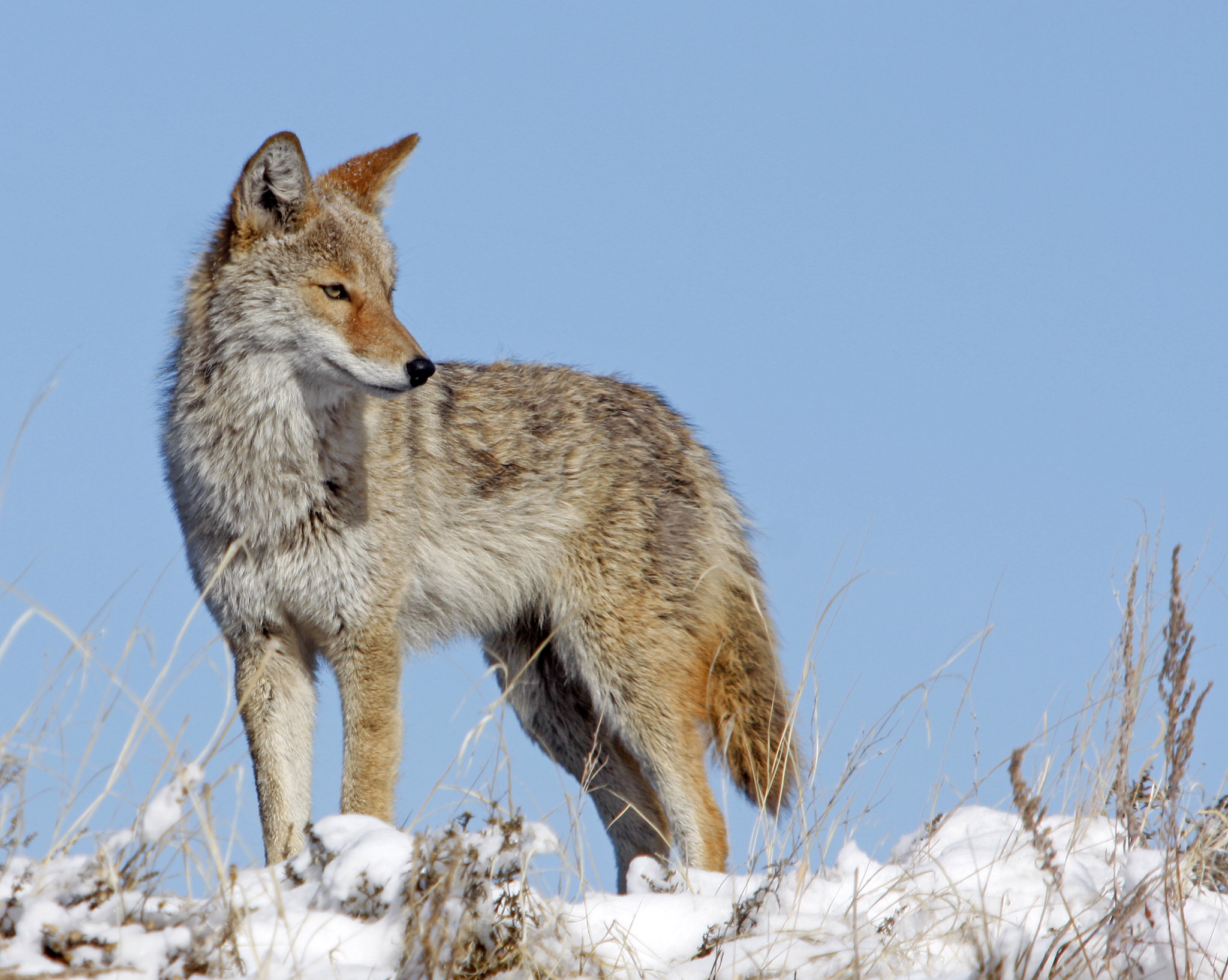 Free download high resolution image - free image free photo free stock image public domain picture -Coyote