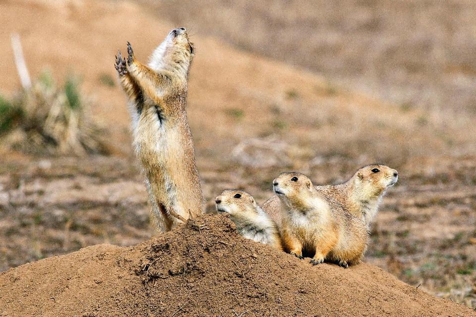 Free download high resolution image - free image free photo free stock image public domain picture  Group of prairie dogs standing upright