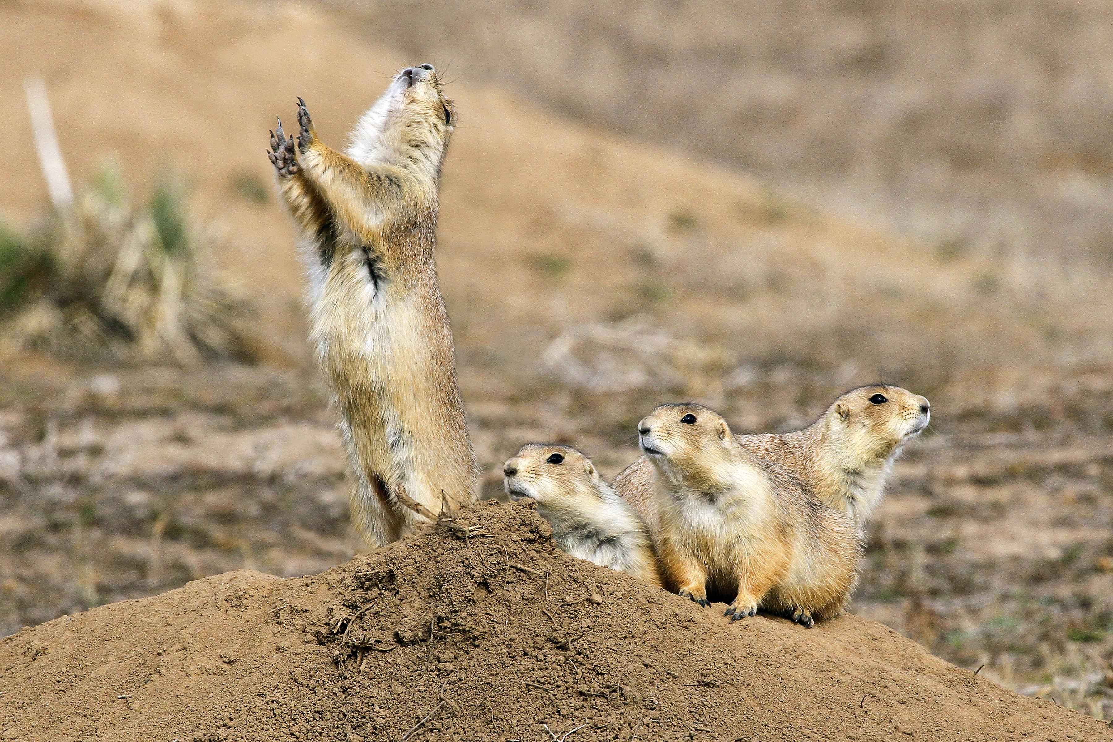 Free download high resolution image - free image free photo free stock image public domain picture -Group of prairie dogs standing upright