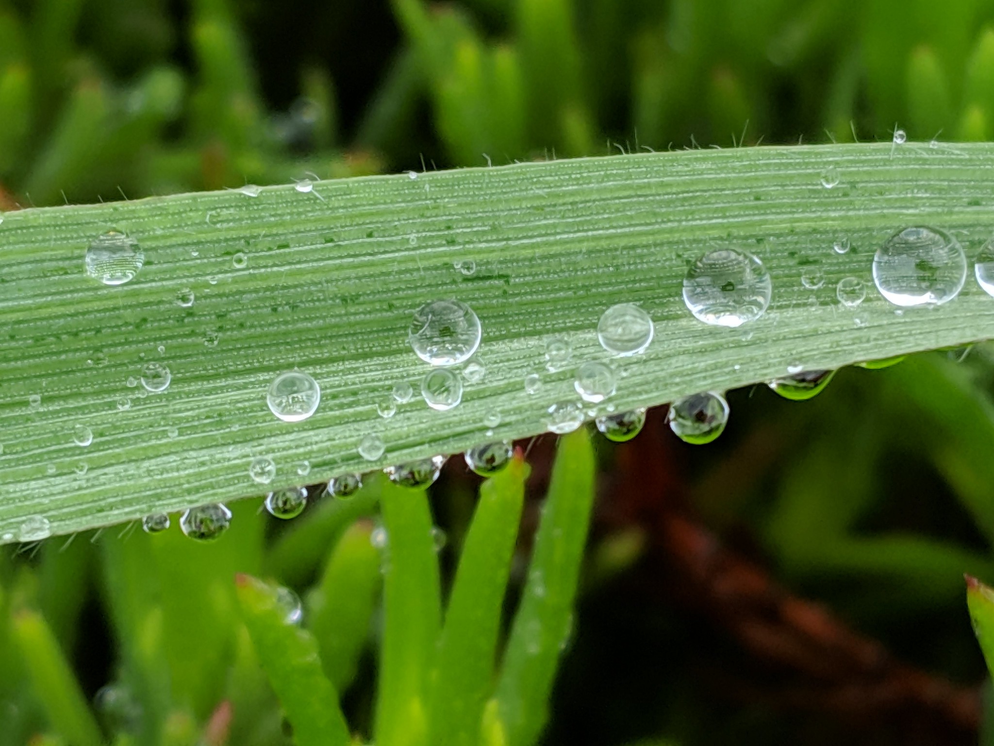 Free download high resolution image - free image free photo free stock image public domain picture -Water drop in green tree