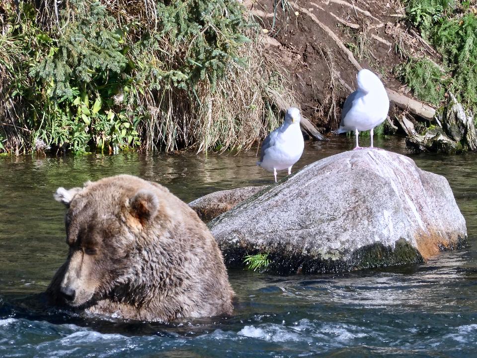 Free download high resolution image - free image free photo free stock image public domain picture  Bears in Katmai National Park and Preserve