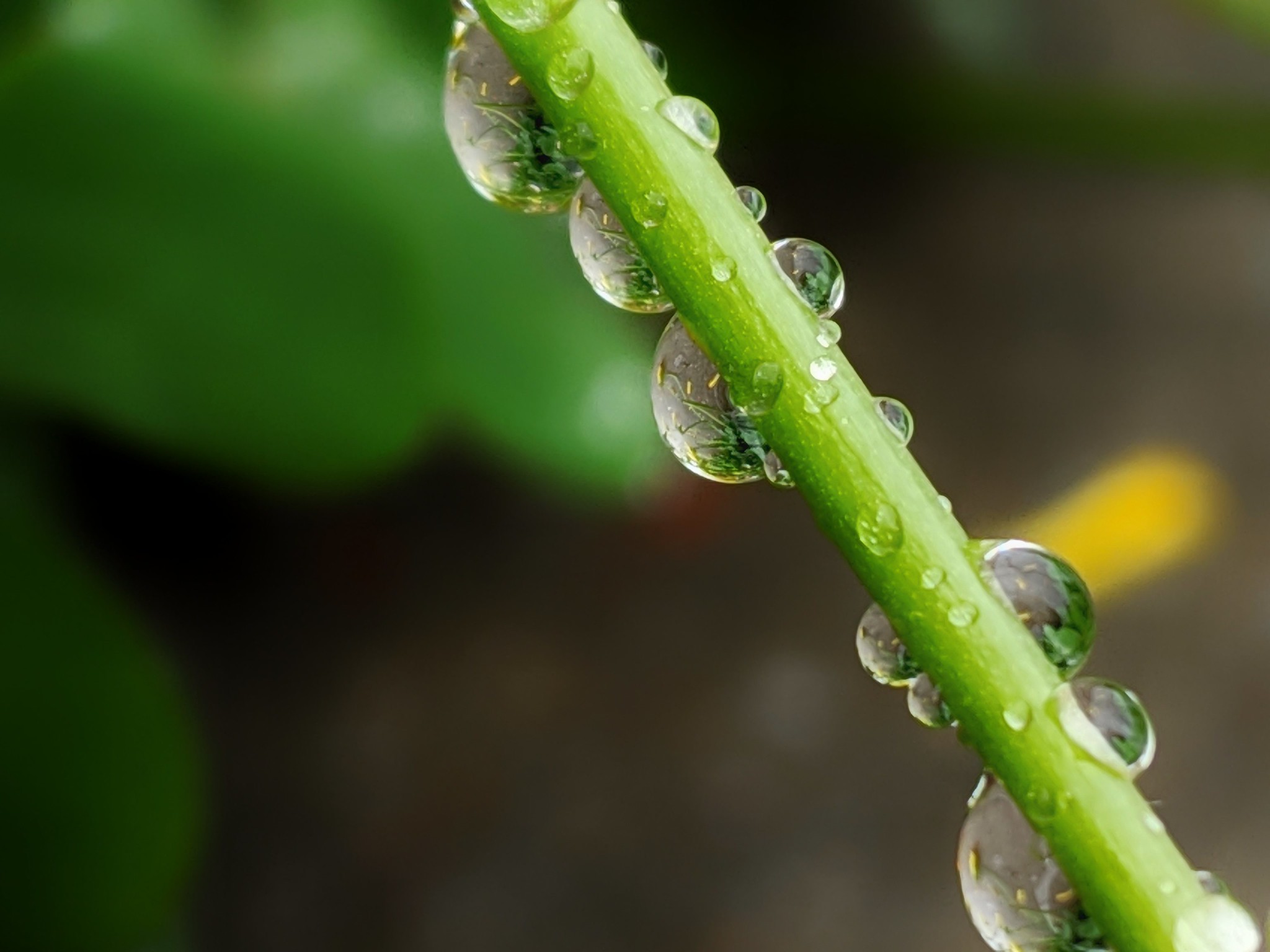 Free download high resolution image - free image free photo free stock image public domain picture -Water drop in green tree