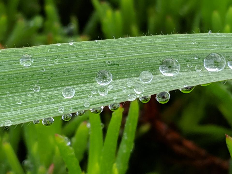 Free download high resolution image - free image free photo free stock image public domain picture  Water drop in green tree