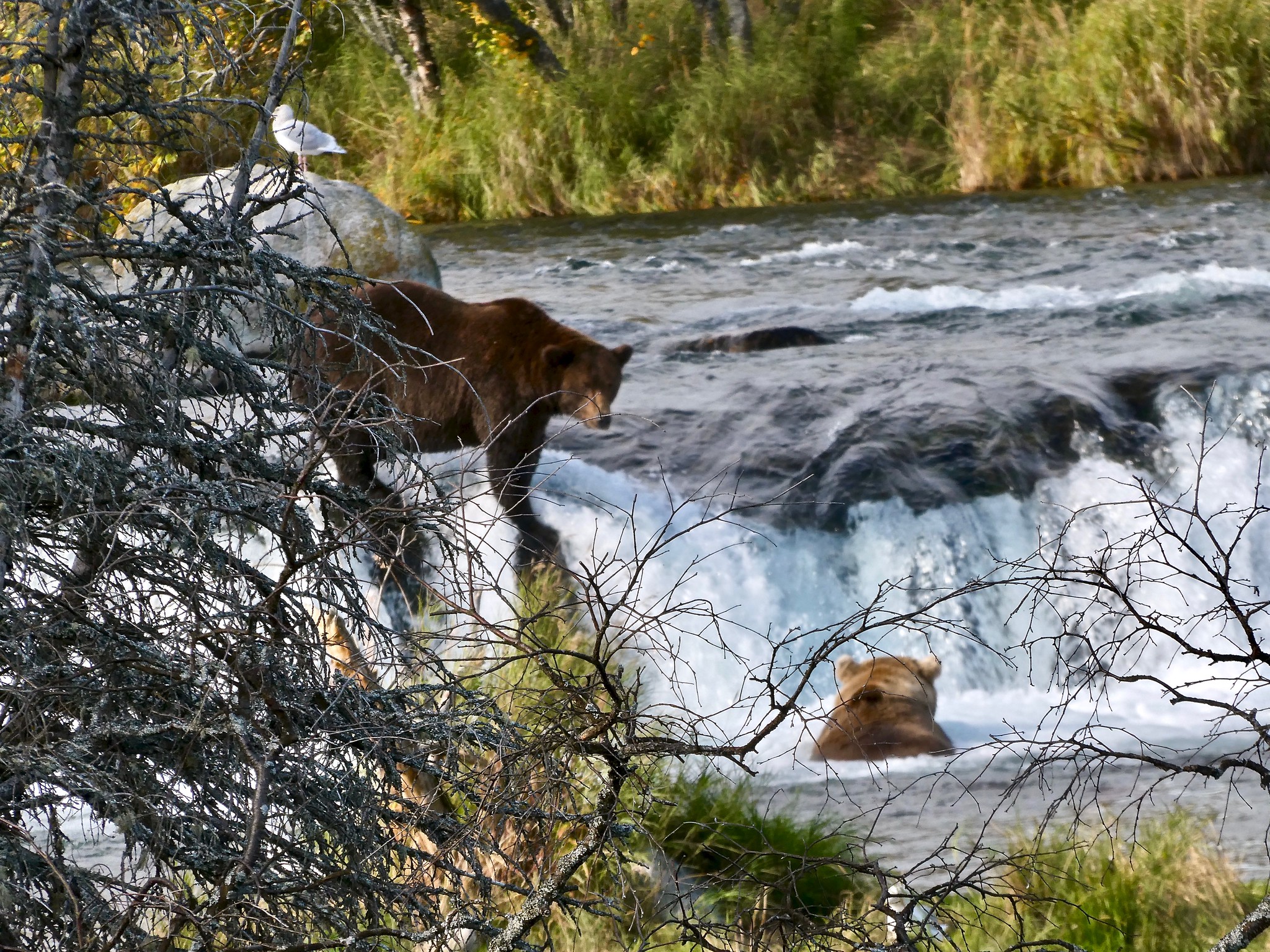 Free download high resolution image - free image free photo free stock image public domain picture -Bears in Katmai National Park and Preserve