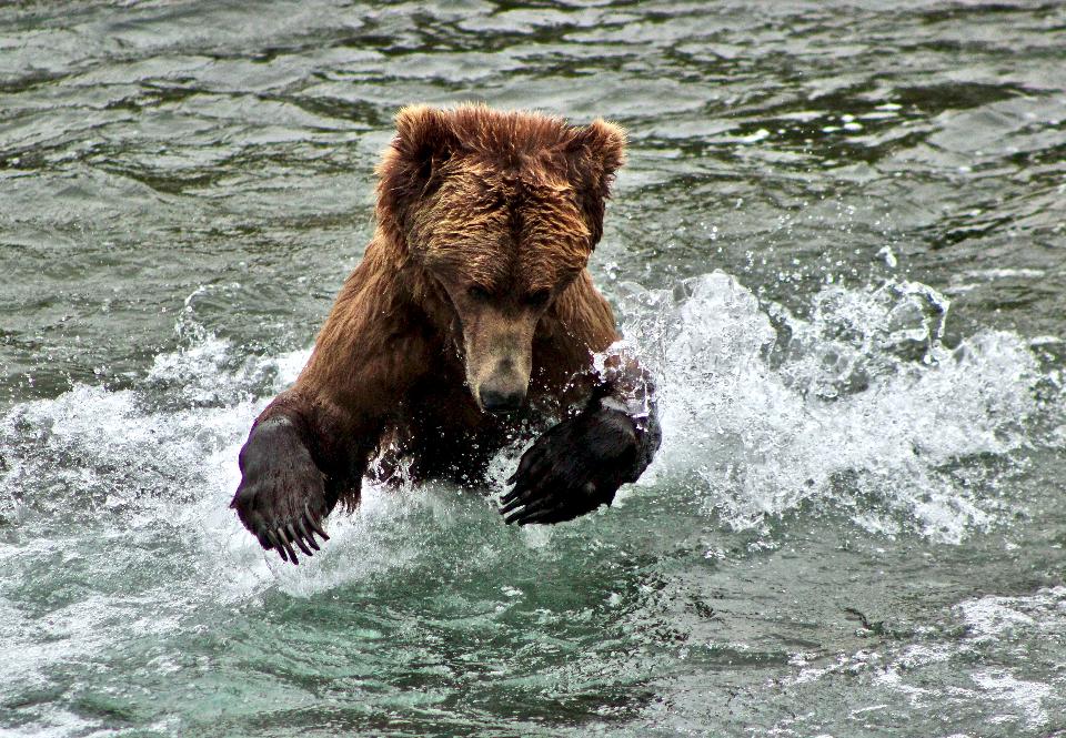 Free download high resolution image - free image free photo free stock image public domain picture  Bear in Katmai National Park and Preserve