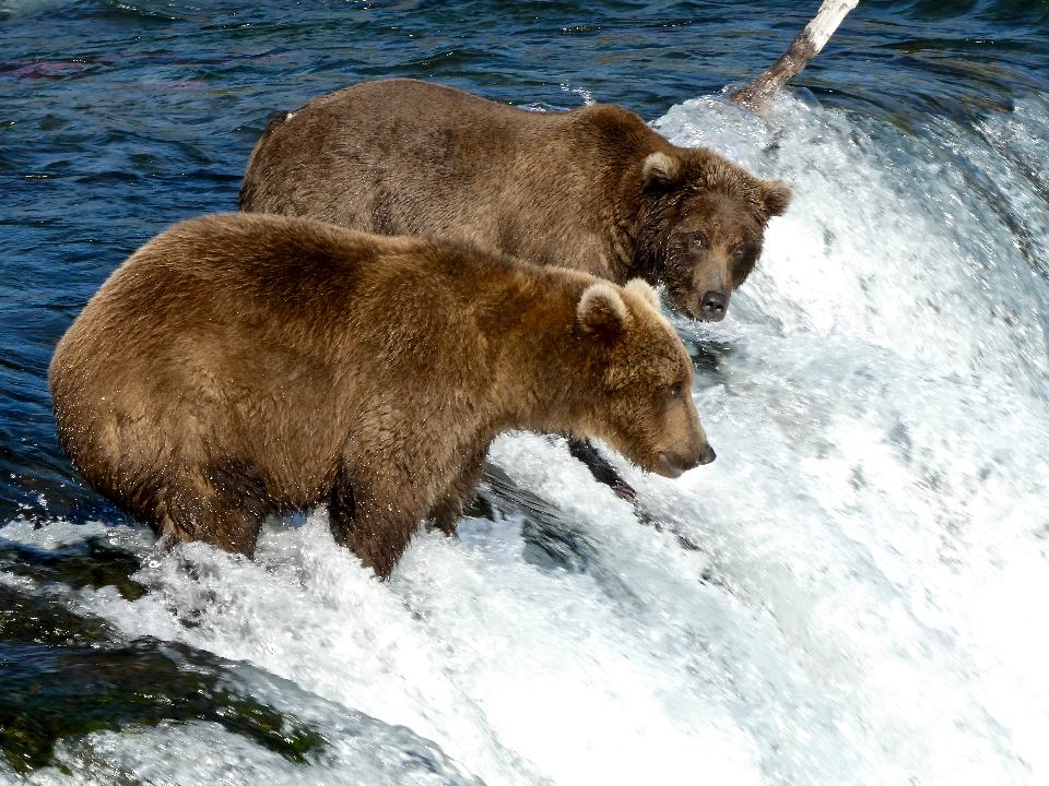 Free download high resolution image - free image free photo free stock image public domain picture  Bears in Katmai National Park and Preserve