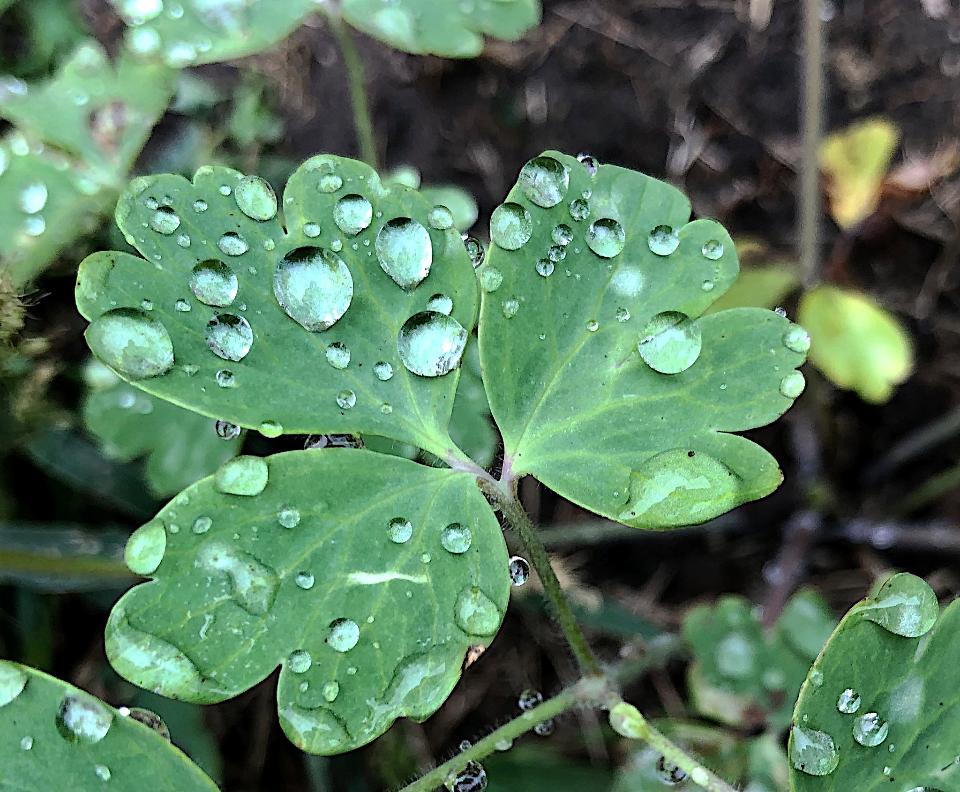 Free download high resolution image - free image free photo free stock image public domain picture  Water drop in green leaves