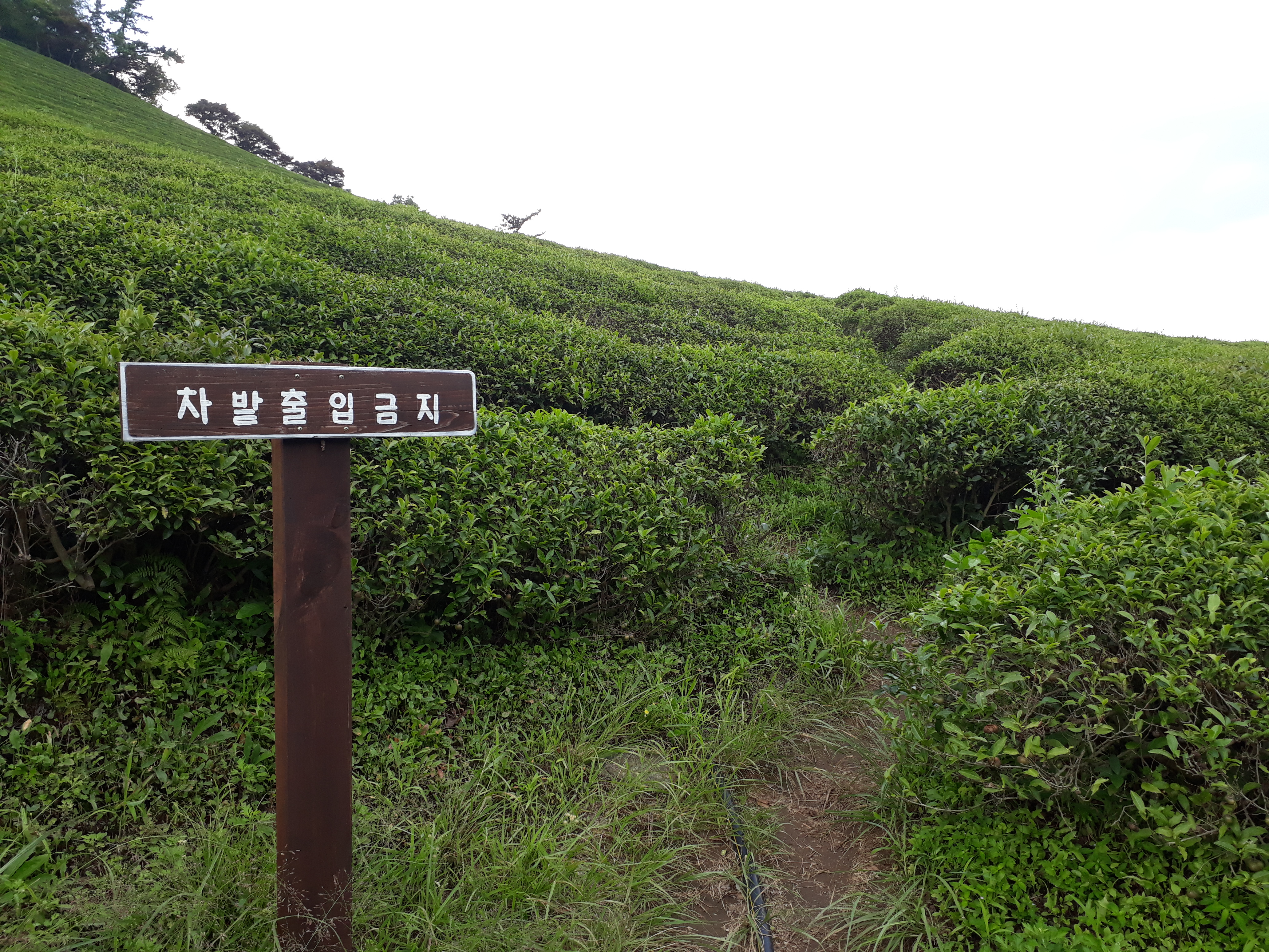 Free download high resolution image - free image free photo free stock image public domain picture -Boseong Green Tea Fields - Daehan Dawon Tea Plantation