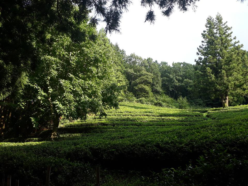 Free download high resolution image - free image free photo free stock image public domain picture  Boseong Green Tea Fields