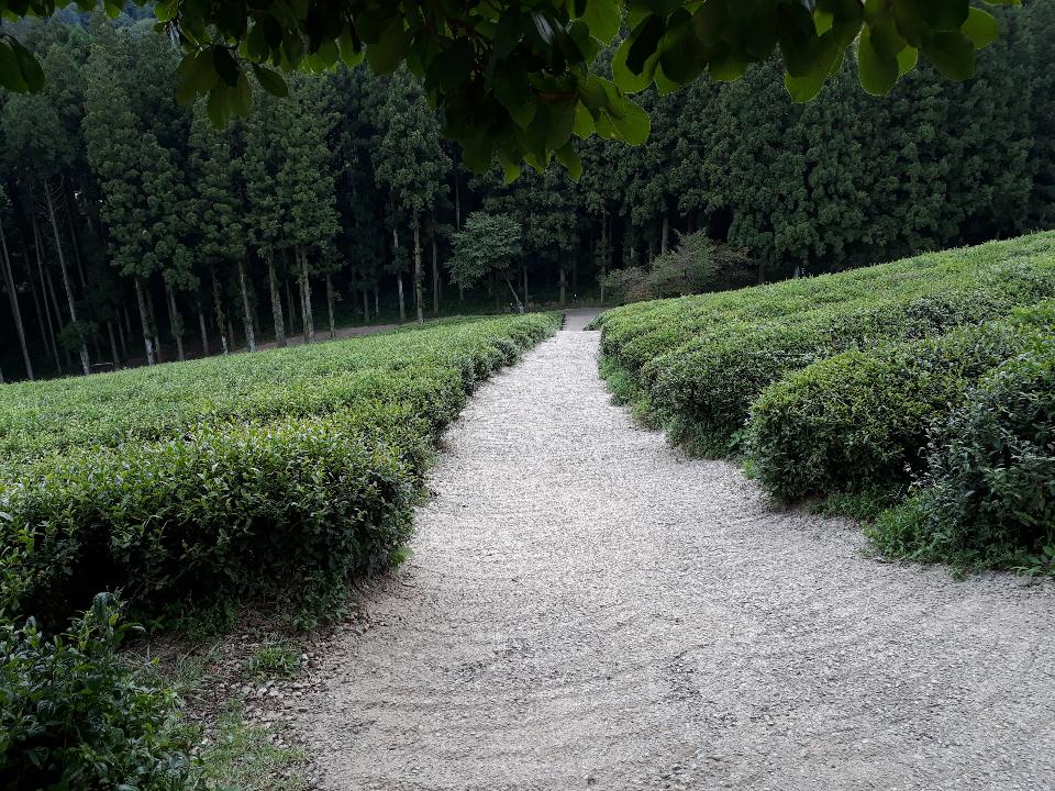 Free download high resolution image - free image free photo free stock image public domain picture  Boseong Green Tea Fields - Daehan Dawon Tea Plantation