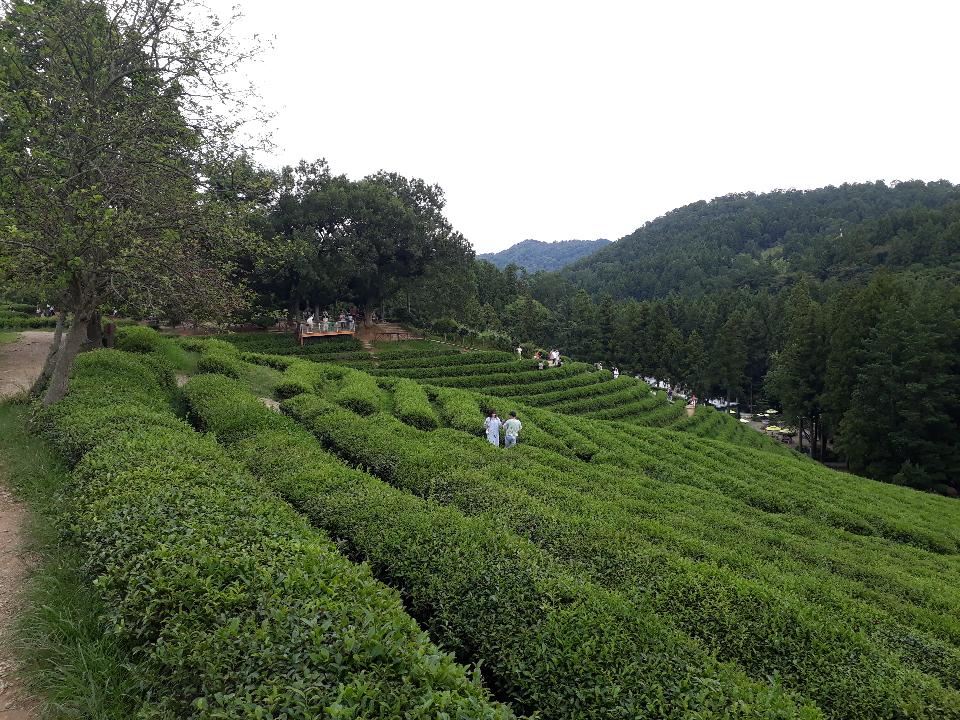 Free download high resolution image - free image free photo free stock image public domain picture  Boseong Green Tea Fields