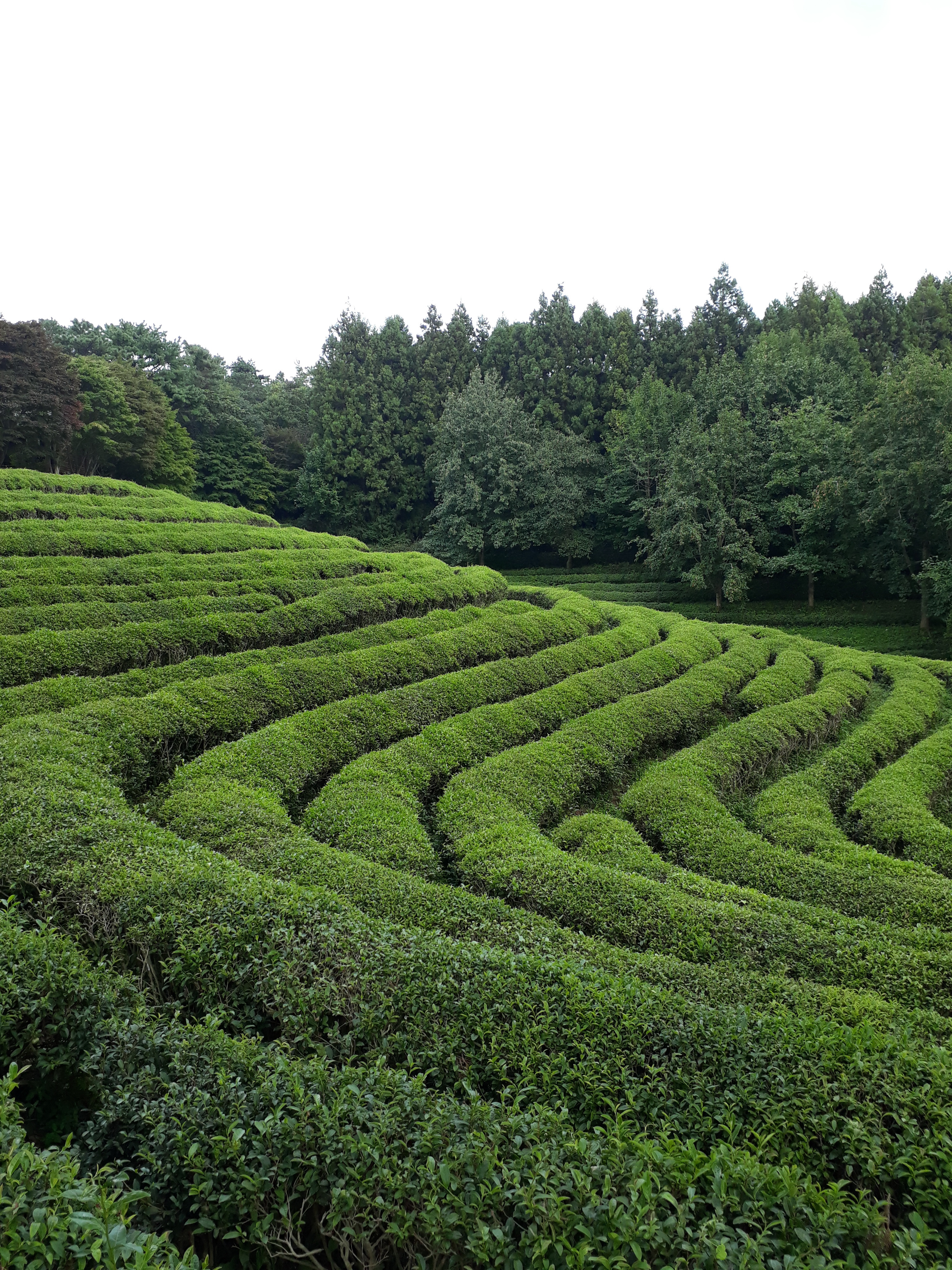 Free download high resolution image - free image free photo free stock image public domain picture -Boseong Green Tea Fields